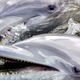 Illustration for article titled Teenage Dolphins Are Chewing on Puffer Fish to Get Hiiiiiiiiigh